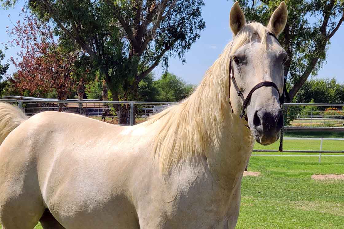 Silver Lining Riding Biscuit