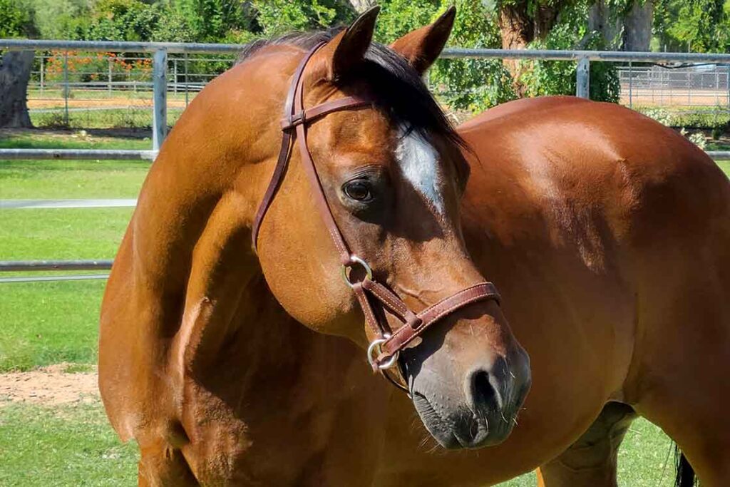Silver Lining Riding Dude