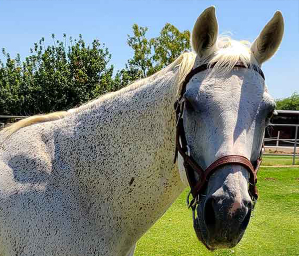 Meet the Herd-Indy