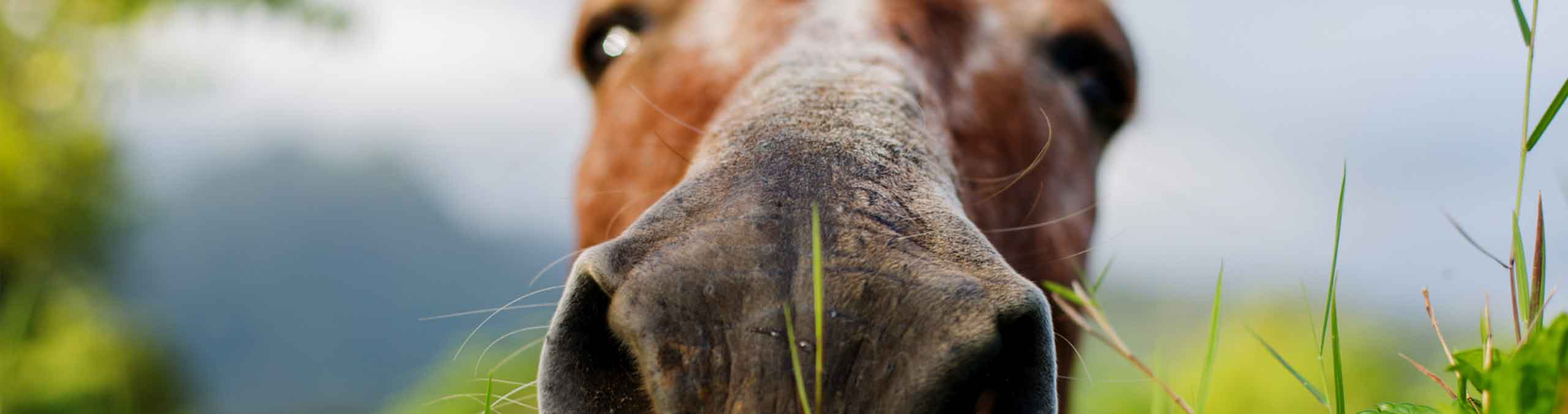 Horse pressing nose on camera