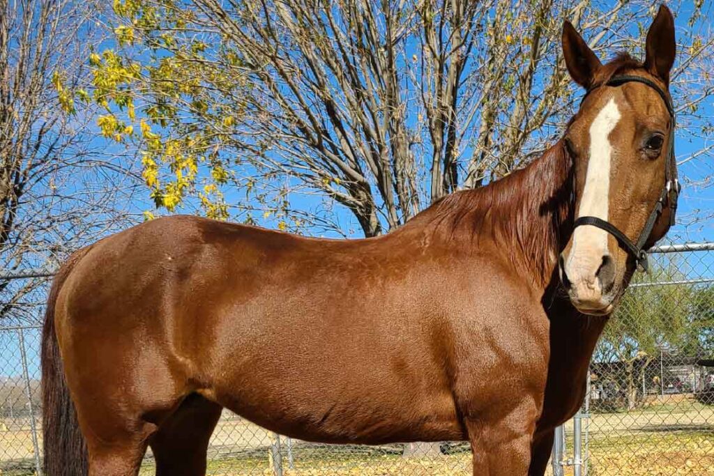 penny herd