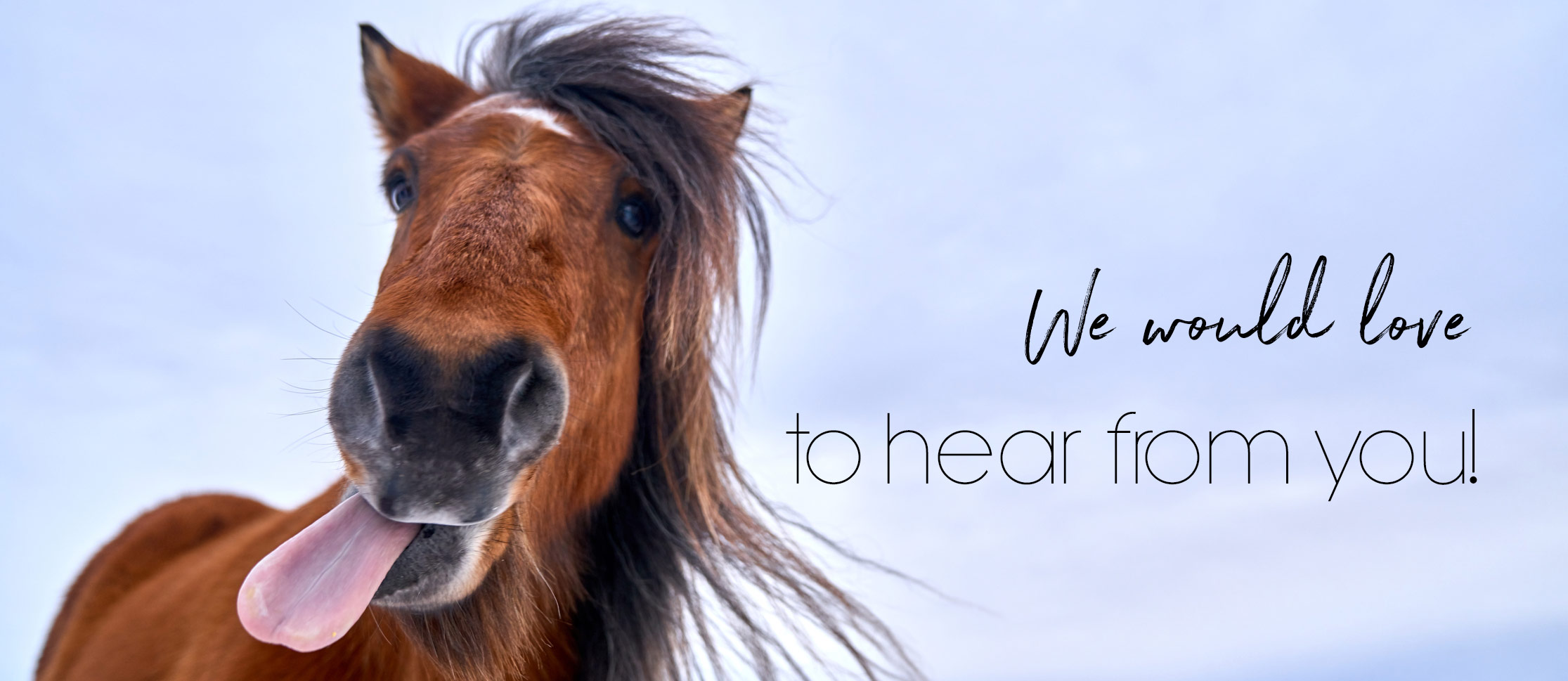 Cute Horse Sticking Tongue Out